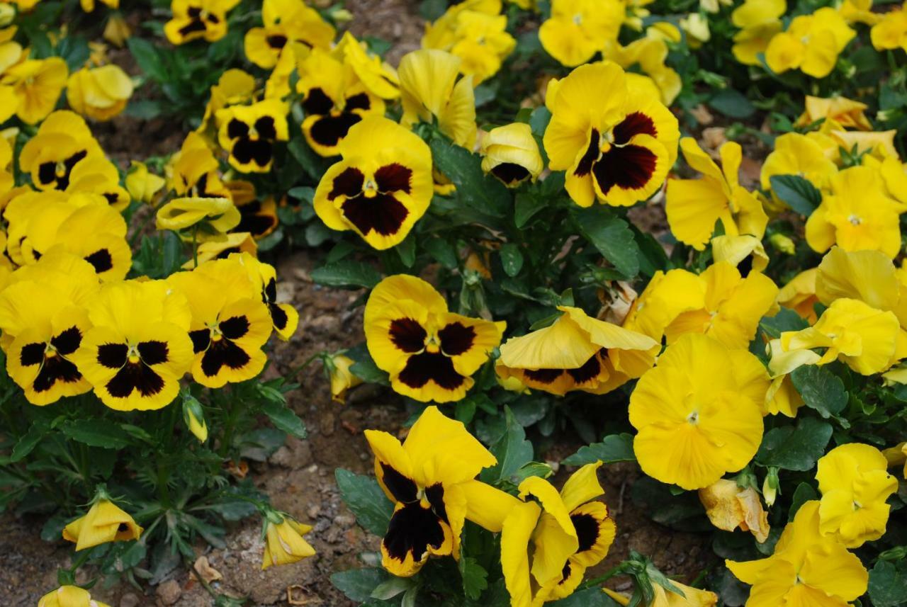 Residence Dei Fiori Pietra Ligure Bagian luar foto